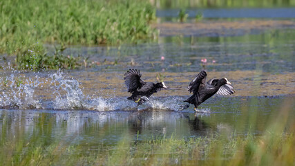 Coots (fulica atra) running across water and chasing each other
