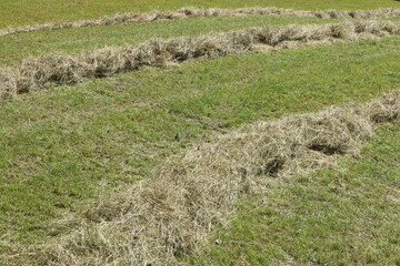 Fototapeta na wymiar Gemähtes Gras wird in der Sommerhitze getrocknet, heuen, Heuernte, Tierfutter