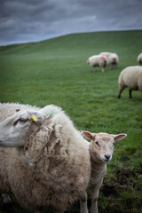 Naklejka na ściany i meble Close up shot of sheep (ewe) and little lamb looking at the camera from behind the sheep on beautiful green grass mountain meadow in Ireland with a flock of sheep in the background