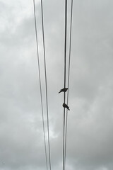 Birds on electrical wires under a cloudy, closed sky