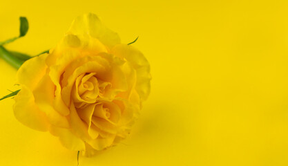 
One yellow rose on a yellow background. Copy space.