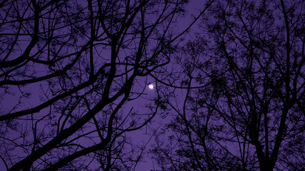 The moon between the branches of a tree at night