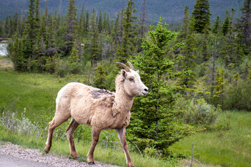 Obraz premium Bighorn Sheep on the road at Banff National Park