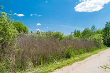 Fototapeta na wymiar Common reed near the lake in Poland.
