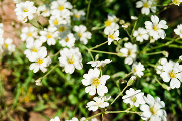 Pretty small white flowers. White flower snow in summer trailing Cerastium tomentosum Alpine perennial mouse ears. Blooming. Snow in summer cerastium tomentosum, white flower with light green leave.