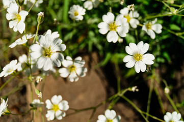 Pretty small white flowers. White flower snow in summer trailing Cerastium tomentosum Alpine...