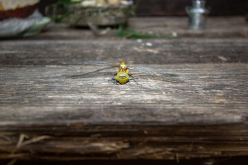 big beautiful dragonfly sits on a wooden board