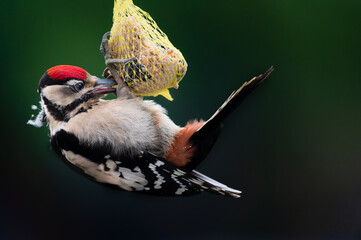 woodpecker
