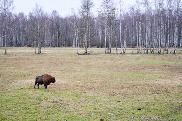 European bison in the field during warm winter time
