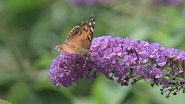 Painted Lady Butterfly on Purple Butterfly Weed