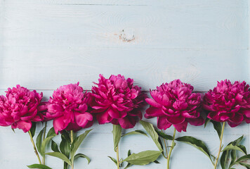 Beautiful burgundy pink peonies lie in a row wooden blue background. Horizontal frame copy space. Top view flat layout