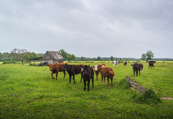 Fototapeta na wymiar Curious cows grazing in green the field. Europe.
