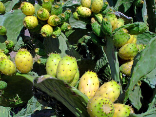 Maroc, figues de barbarie