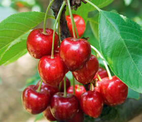 Cerisier