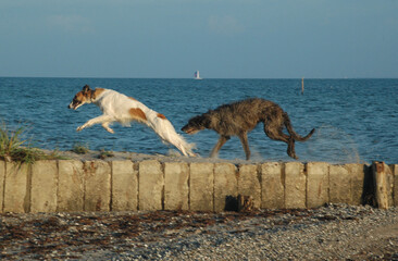 A Scottish Deerhound and a Borzoi plays at a beach.