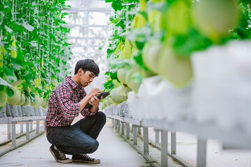 The farmer is checking the quality of the melon at the melon farm in a plastic house © Near
