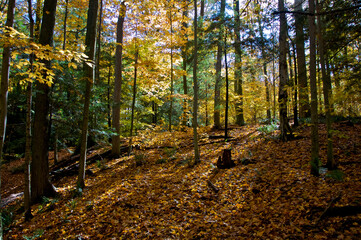 Low angle view of the valley of maple trees in autumn.