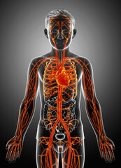 3d rendered medically accurate illustration of highlighted orange young boy  heart anatomy