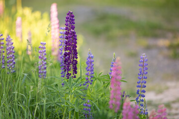 Lupine field of pink, white, lilac and blue flowers. Lupins bloom in the meadow. Bouquet of colorful lupins