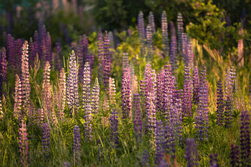 Lupine field of pink, white, lilac and blue flowers. Lupins bloom in the meadow. Bouquet of...
