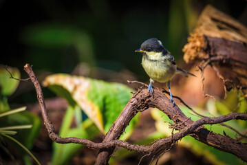 A young Greattit perches on a branch