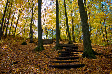 Looking up the valley of maple trees in autumn.