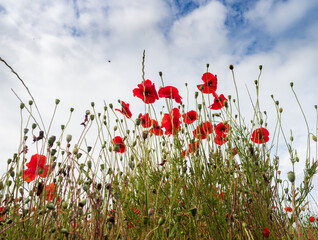 Red poppies against a blue sky with clouds