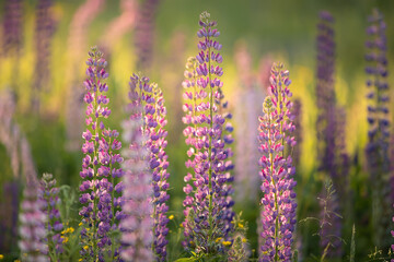 Lupine field of pink, white, lilac and blue flowers. Lupins bloom in the meadow. Bouquet of colorful lupins