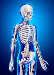 3d rendered medically accurate illustration of a young boy nervous system and skeleton system