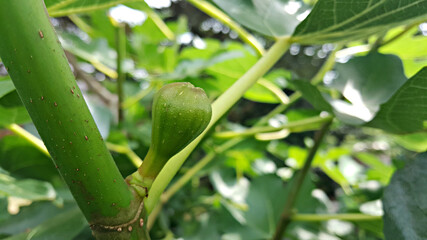 무화과나무에 열린 무화과 열매