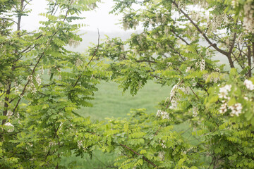 Green leaves of acacia tree branch in green field.
