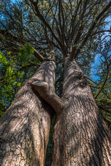 Looking up at through a tall tree