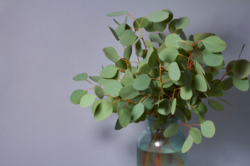 Branches of eucalyptus in vase on table on gray background. Home decor. Blog, website or social media concept.