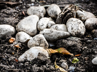 bunch of white stones on dirt / close up