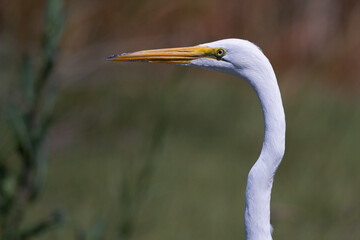 A Great Egret head portrait taken while pausing during a hunt