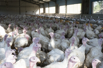 Turkey fattening farm, in intensive system, indoors and under controlled conditions
