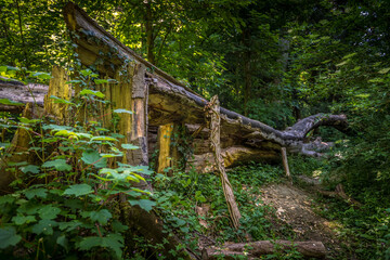 A tall tree lying in the forest
