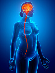 3d rendered medically accurate illustration of the brain