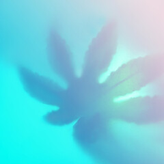 Bright color shadow of leaf marijuana on trendy blue blurred background.