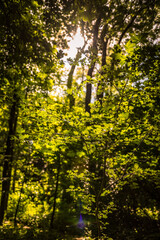 Light through small leaves