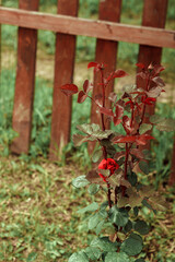 Red rose with raindrops on leaves and a bud grows on nature.