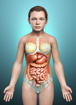 3d rendered medically accurate illustration of young girl Digestive System