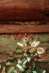 Obraz premium Shrub rose grows in the summer on nature. Against the background of a wooden log house