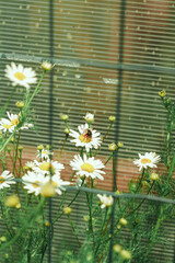 Cute wild daisies grow on the street. A bug is sitting on a daisy.