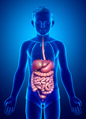 3d rendered medically accurate illustration of boy Digestive System