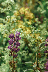 Flower field with herbs, ears and white flowers with purple lupins in the background and foreground