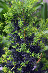 Yew berry tree in the garden. Little green sprout.