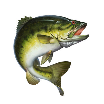 Larged bass jumps out of water isolate realistic illustration. Big bass perch fishing in the usa on a river or lake at the weekend.
