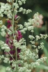 Flower field with herbs, ears and white flowers with purple lupins in the background and foreground