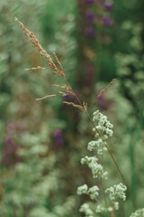 Flower field with herbs, ears of corn and white flowers with lupins in the background